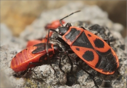 <p>Ruměnice pospolná (Pyrrhocoris apterus) ----- /Firebug - Gemeine Feuerwanze/</p>