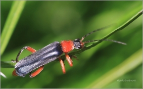 <p>PÁTEŘÍČEK (Cantharis pellucida)</p>