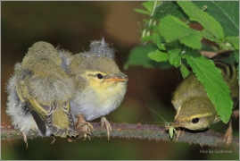 <p>BUDNÍČEK LESNÍ (Phylloscopus sibilatrix) /Wood warbler – Waldlaubsänger/</p>