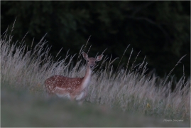 <p>DANĚK SKVRNITÝ (Dama dama) Šluknovsko - Knížecí ---- /Fallow deer - Damhirsch/</p>