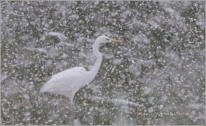 <p>VOLAVKA BÍLÁ (Egretta alba)</p>