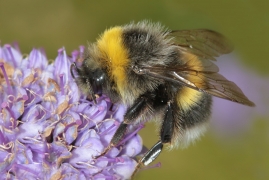<p>ČMELÁK HÁJOVÝ (Bombus lucorum) (Jiříkov)</p>