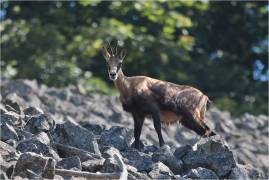 <p>KAMZÍK HORSKÝ (Rupicapra rupicapra) Lužické hory, Studenec ---- /Chamois - Gämse/</p>