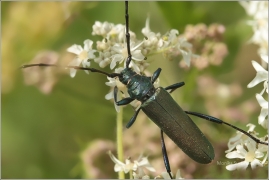 <p>TESAŘÍK PIŽMOVÝ (Aromia moschata) (Knížecí)</p>
