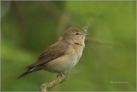 <p>PĚNICE SLAVÍKOVÁ ((Sylvia borin) /Garden warbler - Gartengrasmücke/</p>