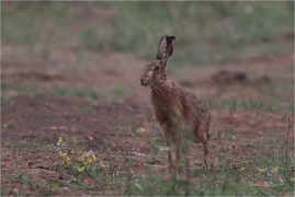 <p>ZAJÍC POLNÍ (Lepus europaeus) ---- /European hare - Feldhase/</p>