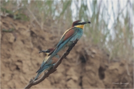 <p>VLHA PESTRÁ (Merops apiaster) střední Čechy ----- /European bee-eater - Bienenfresser/</p>