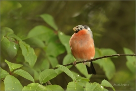 <p>HÝL OBECNÝ (Pyrrhula pyrrhula) Šluknovsko - Jiříkov ------- /Eurasian bullfinch - Gimpel/</p>