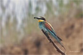 <p>VLHA PESTRÁ (Merops apiaster) střední Čechy ----- /European bee-eater - Bienenfresser/</p>