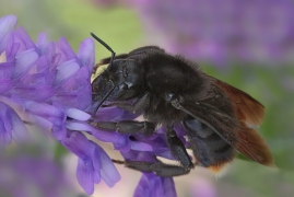 <p>PAČMELÁK CIZOPASNÝ (Bombus pascuorum) (Jiříkov)</p>