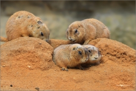 <p>PSOUN PRÉRIOVÝ (Cynomys ludovicianus) Zoo Praha --- /Black-tailed prairie dog - Schwarzschwanz-Präriehund/</p>