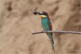 <p>VLHA PESTRÁ (Merops apiaster) střední Čechy ----- /European bee-eater - Bienenfresser/</p>