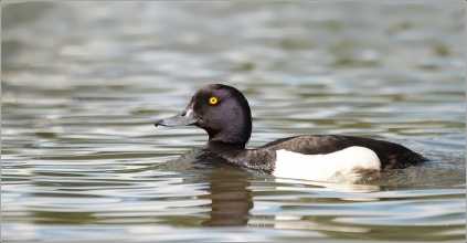 <p>Polák chocholačka (Aythya fuligula) –--- /Tufted duck – Reiherente/</p>