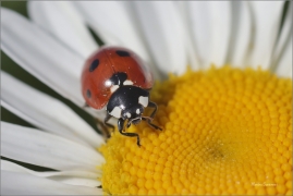 <p>SLUNÉČKO SEDMITEČNÉ (Coccinella septempunctata) ---- /Seven-spotted ladybug - Siebenpunkt-Marienkäfer/</p>