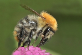 <p>ČMELÁK POLNÍ (Bombus pascuorum) (Jiříkov)</p>