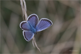 <p>MODRÁSEK ČERNOLEMÝ (Plebejus argus) Mladoboleslavsko --- /Silver-studded blue - Geißklee-Bläuling/</p>
