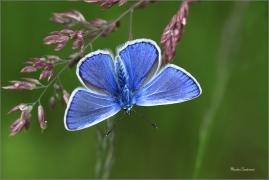 <p>MODRÁSEK JEHLICOVÝ - sameček (Polyommatus icarus) - Šluknovsko, Jiříkov --- /Common blue butterfly - Hauhechel-Bläuling/</p>