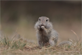 <p>SYSEL OBECNÝ (Spermophilus citellus) --- /European ground squirrel - Europäisches Ziesel/</p>