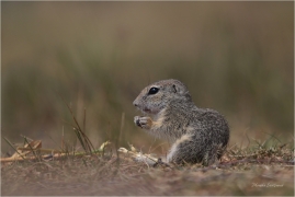 <p>SYSEL OBECNÝ (Spermophilus citellus) --- /European ground squirrel - Europäisches Ziesel/</p>