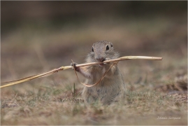 <p>SYSEL OBECNÝ (Spermophilus citellus) --- /European ground squirrel - Europäisches Ziesel/</p>