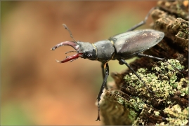 <p>ROHÁČ OBECNÝ (Lucanus cervus) --- jižní Morava, ---- /Stag beetle - Hirschkäfer/</p>