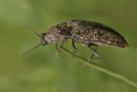 <p>KOVAŘÍK ŠEDÝ (Agrypnus murinus ) (Knížecí)</p>