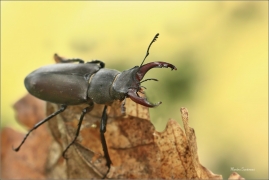 <p>ROHÁČ OBECNÝ (Lucanus cervus) --- jižní Morava, ---- /Stag beetle - Hirschkäfer/</p>