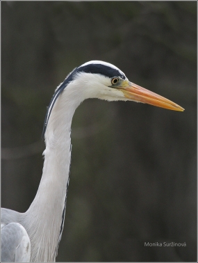 <p>VOLAVKA POPELAVÁ (Ardea cinerea)</p>