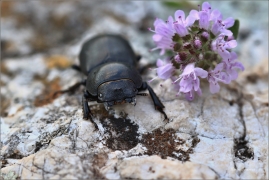 <p>ROHÁČEK KOZLÍČEK (Dorcus parallelipipedus) --- jižní Morava, ---- /Lesser stag beetle - Balkenschröter/</p>