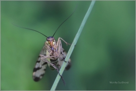 <p>SRPICE OBECNÁ (Panorpa communis) ---- /Common scorpionfly - Gemeine Skorpionsfliege/</p>