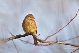 <p>STRNAD OBECDNÝ - samička (Emberiza citrinella) (Jiříkov)</p>