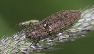 <p>KOVAŘÍK MLHOVÝ (Actenicerus siaelandicus) Jiříkov</p>