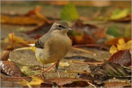 <p>KONIPAS HORSKÝ (Motacilla cinerea) /Grey wagtail - Gebürgsstelze/</p>