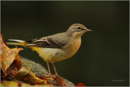 <p>KONIPAS HORSKÝ (Motacilla cinerea) /Grey wagtail - Gebürgsstelze/</p>