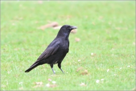 <p>VRÁNA OBECNÁ ČERNÁ (Corvus corone corone) Jiříkov</p>