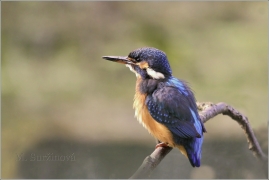 <p>LEDŇÁČEK ŘÍČNÍ (Alcedo atthis) Jiříkov</p>