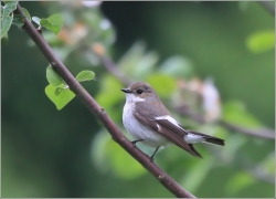 <p>LEJSEK ČERNOHLAVÝ - sameček (Ficedula hypoleuca) - Mikulášovice</p>