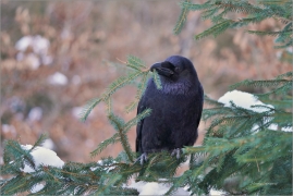 <p>KRKAVEC VELKÝ (Corvus corax) v lidské péči - /Common raven - Kolkrabe/</p>