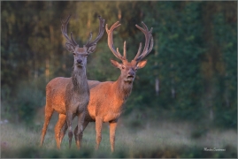 <p>JELEN LESNÍ (Cervus elaphus) obora Rumburk --- / Red deer / Rothirsch</p>