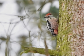 <p>STRAKAPOUD PROSTŘEDNÍ (Dendrocopos medius) - Mladá Boleslav ---- /Middle spotted woodpecker - Mittelspecht/</p>