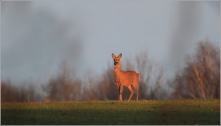 <p>SRNEC OBECNÝ (Capreolus capreolus) Šluknovsko /European roe deer - Reh/</p>
