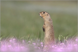 <p>SYSEL OBECNÝ (Spermophilus citellus) /European ground squirrel - Europäischer Ziesel/</p>