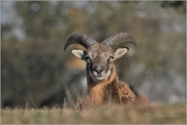 <p>MUFLON (Ovis musimon) Praha - Kunratický les /Mouflon - Mufflon/ </p>