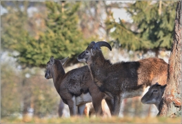 <p>MUFLON (Ovis musimon) Praha - Kunratický les /Mouflon - Mufflon/ </p>
