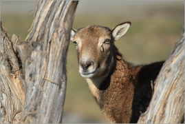 <p>MUFLON (Ovis musimon) Praha - Kunratický les /Mouflon - Mufflon/ </p>