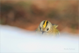 <p>KRÁLÍČEK OBECNÝ (Regulus regulus) /Goldcrest - Wintergoldhähnchen/</p>