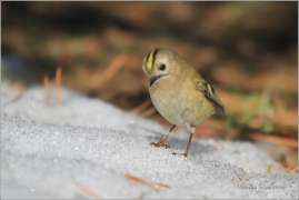 <p>KRÁLÍČEK OBECNÝ (Regulus regulus) /Goldcrest - Wintergoldhähnchen/</p>