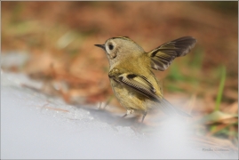 <p>KRÁLÍČEK OBECNÝ (Regulus regulus) /Goldcrest - Wintergoldhähnchen/</p>