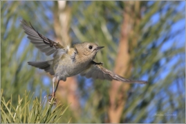 <p>KRÁLÍČEK OBECNÝ (Regulus regulus) /Goldcrest - Wintergoldhähnchen/</p>