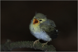 <p>BUDNÍČEK LESNÍ (Phylloscopus sibilatrix) /Wood warbler – Waldlaubsänger/</p>